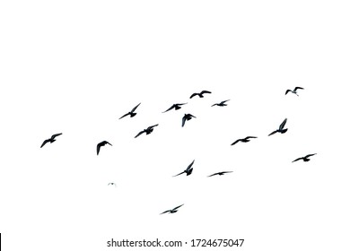 White flock birds flying