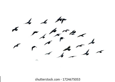 White flock of birds flying - Shutterstock ID 1724675053