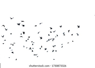 White flock of birds flying - Shutterstock ID 1730873326