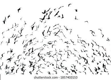 White Flock Birds Flying Stock Photo 1857403153 | Shutterstock