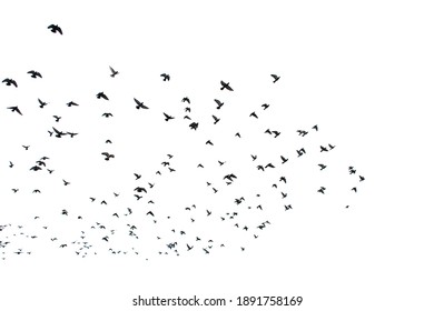 White Flock Of Birds Flying