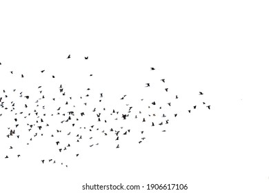 511,912 Flock image Images, Stock Photos & Vectors | Shutterstock