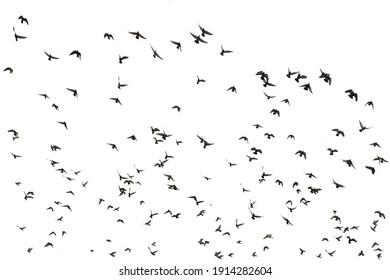 White Flock Of Birds Flying