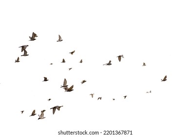White flock of birds flying - Shutterstock ID 2201367871