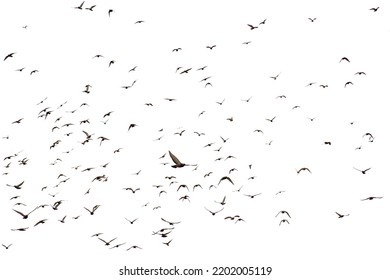 White flock of birds flying - Shutterstock ID 2202005119