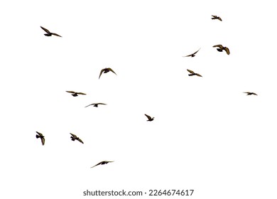 Manada blanca de aves volando