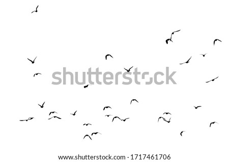 White flock of birds flying