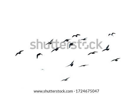 White flock of birds flying