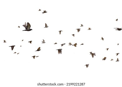 White flock of birds flying in the sky  - Shutterstock ID 2199221287