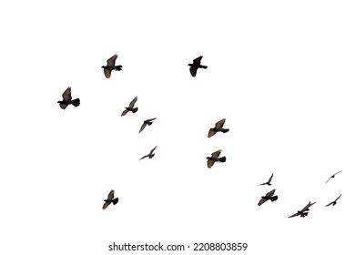 White flock of birds flying in the sky - Shutterstock ID 2208803859