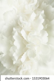 White Floral Sympathy Card Background, Wedding Wallpaper, White Carnation Macro Closeup	