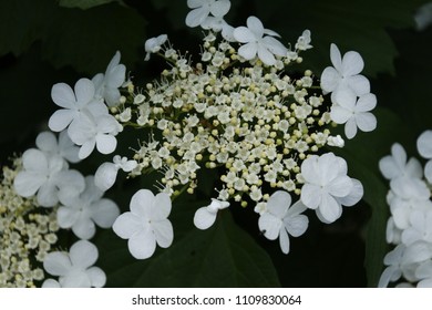 white flover plant - Shutterstock ID 1109830064
