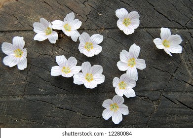 White flower