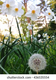 white flower