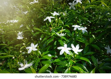 White flower
