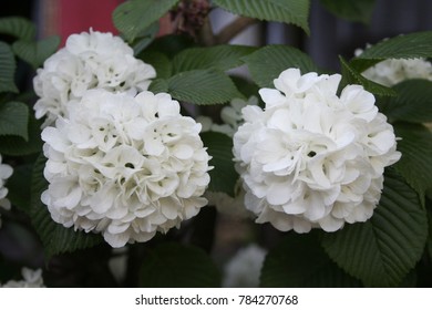 the white flower
