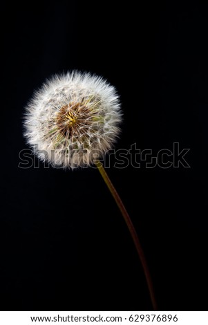 White Flower
