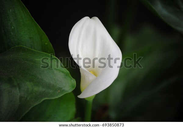 White Flower Stock Photo (Edit Now) 693850873