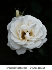 Una flor blanca después