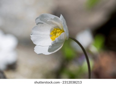 White flower of Anemone plant with blurred background - Shutterstock ID 2312038213