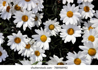 Similar Images, Stock Photos & Vectors of Shasta daisy Leucanthemum