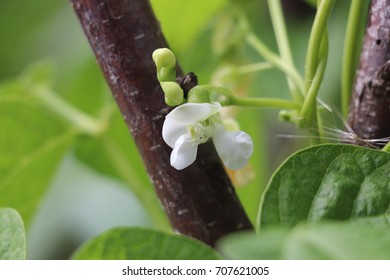 white flower beans