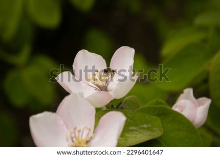 White flower with bee in spring. Green landscape in the background.