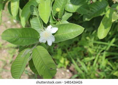 White flower between leafs so nice