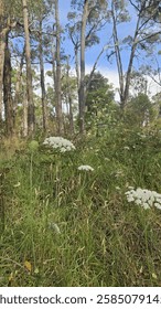 White flower between pine trees in Australia Forest