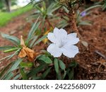 a white flower blooming next to the wilted flower