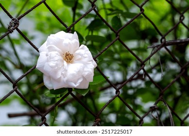 White Flower Blooming Through Chain-Link Fence - Powered by Shutterstock