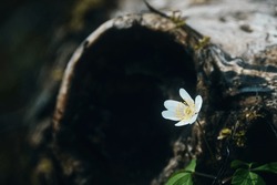 White Flower, Blossom. Forest Floor With Hollow Tree Stump In Spring. Macro Close-up. Copy Space