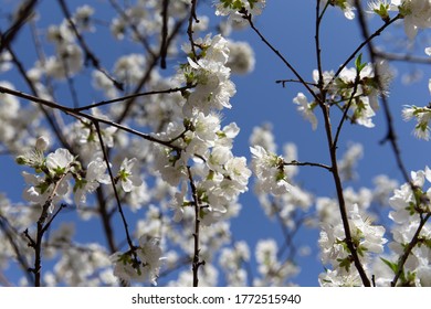 white flower blossom on tree