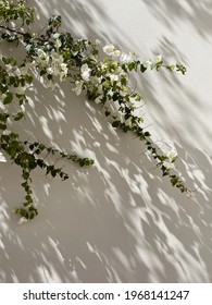 White Flower Branch Leaves And Sunlight Shadows On Neutral Beige Wall. Aesthetic Floral Shadow Silhouette Background
