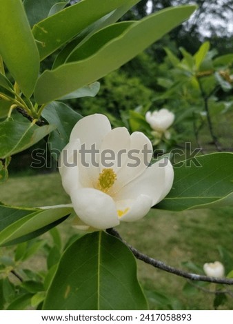 
White flower at Brookside Gardens