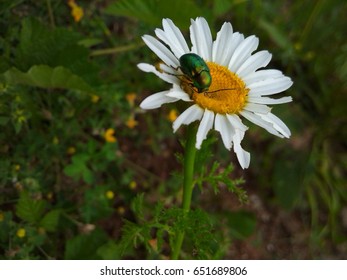 White flower bug