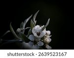 The white flower bundles of a small silver pear tree and a spider in a dark background
