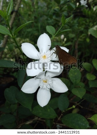 white flower and  butterfly at the afternoon
