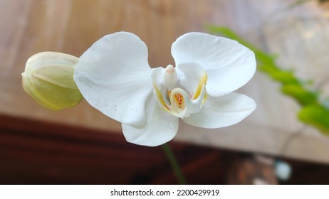 White Flower Butterfly Look Alike 