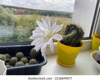 White Flower Of A Cactus Closeup