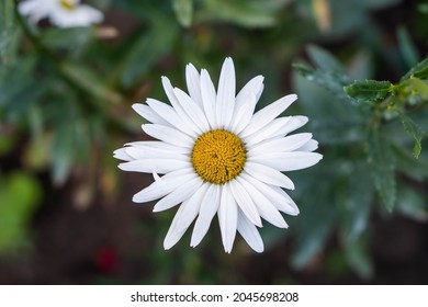 White flower chamomile closeup and natural.