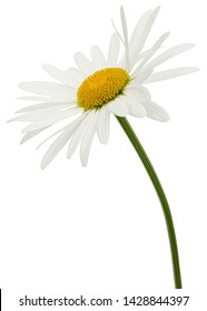 White Flower Of Chamomile, Lat. Matricaria, Isolated On White Background