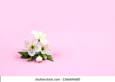 White flower cherry blossom on pink background with green leaves.