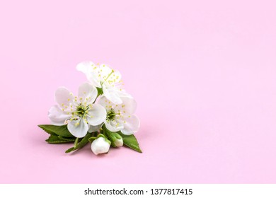 White flower cherry blossom on pink background with green leaves.
