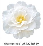 White flower clipart png, Moss Rose