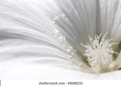 White Flower Close Up