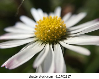 White Flower Close Up. 