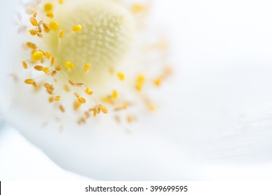 White flower close-up on isolated background. Selective shallow focus