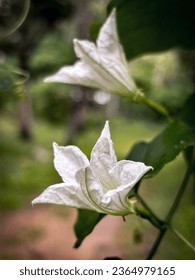 White flower dark leaves 4k macro image - Shutterstock ID 2364979165