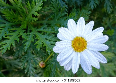 White flower with dewdrop